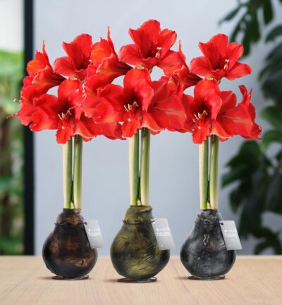 No Water Flowers® (wax amaryllis) | Waxz® Antiquez Mix (3 pack) + Red flower