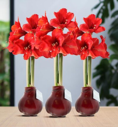 No Water Flowers® (wax amaryllis) | Waxz® Colours Bordeaux (3 pack) + Red flower