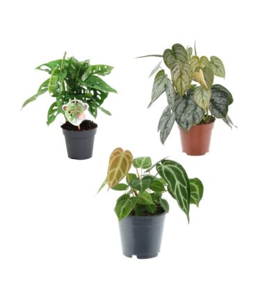 Groen mix 3 planten - Monstera obliqua 'Monkey Leaf' - 25 cm - ø12 - Philodendron Brandtianum - 35 cm - ø12 - Anthurium Chrystallium - 35 cm - ø12