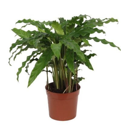 Calathea Bluegrass - 40 cm - Ø12cm