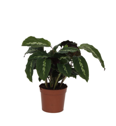 Calathea Maui Queen - 40 cm - Ø12cm