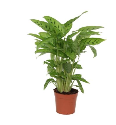 Calathea Leopardina - 40 cm - Ø12cm