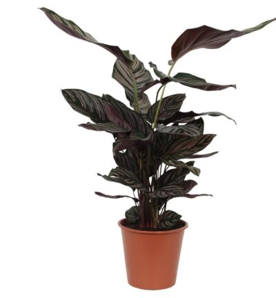 Calathea Sanderiana - 80 cm - Ø19cm