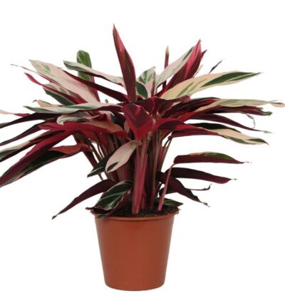 Calathea Triostar (Stromanthe) - 80 cm - Ø19cm