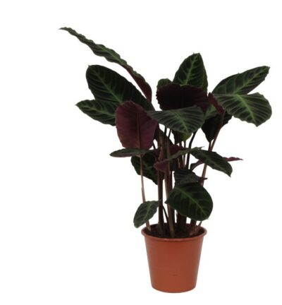 Calathea Warscewiczii - 80 cm - Ø19cm