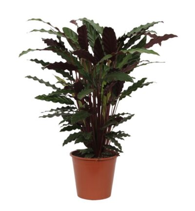 Calathea Wavestar - 80 cm - Ø19cm