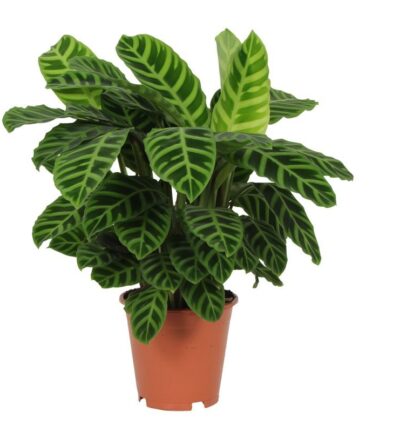 Calathea Zebrina - 80 cm - Ø19cm