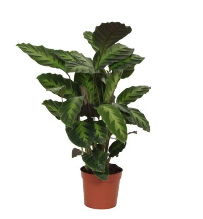 Calathea Misto - 40 cm - Ø12cm