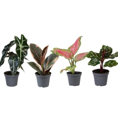 Baby Plantjes Verrassingsbox - Ø6cm - ↕12cm - x4