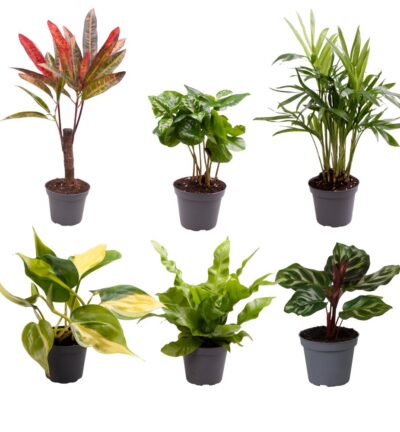 Baby Plantjes Verrassingsbox - Ø6cm - ↕12cm - x6