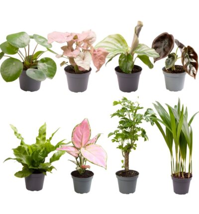 Baby Plantjes Verrassingsbox - Ø6cm - ↕12cm - x8