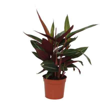 Calathea Stripestar - 40 cm - Ø12cm