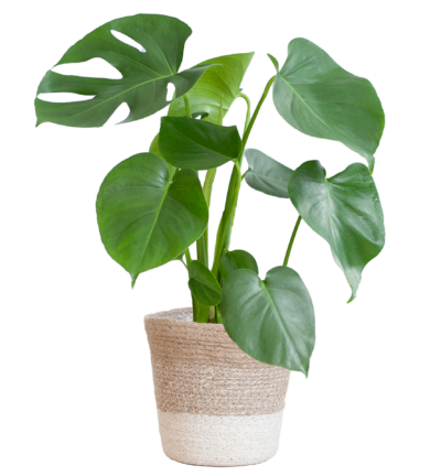 Monstera Deliciosa met Lissabon mand wit - 50cm - Ø17