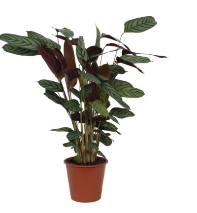 Calathea Compactstar - 80 cm - Ø19cm