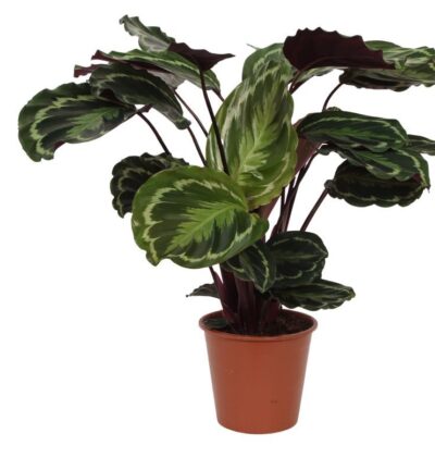Calathea Medallion - 80 cm - Ø19cm