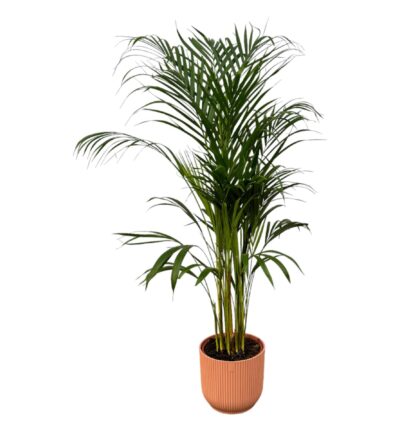 Areca palm - ↨110cm - Ø21cm inclusief elho Vibes Fold Round roze D22xH20