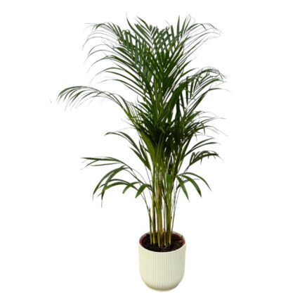 Areca palm - ↨110cm - Ø21cm inclusief elho Vibes Fold Round wit D22xH20