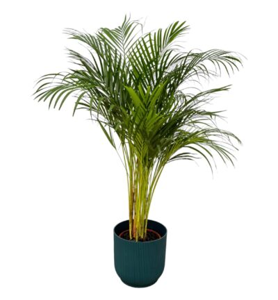 Areca palm - ↨130cm - Ø24cm inclusief elho Vibes Fold Round blauw D30xH27