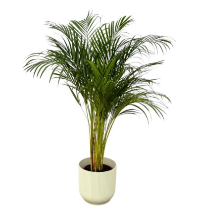 Areca palm - ↨130cm - Ø24cm inclusief elho Vibes Fold Round wit D30xH27
