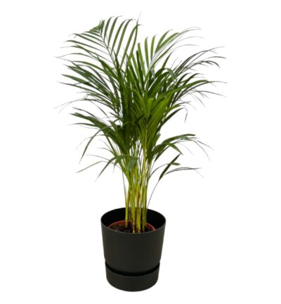 Areca palm - ↨85cm - Ø19cm inclusief elho Greenville Round zwart D24xH23