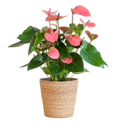 Anthurium Pink explosion met naturel mand - 55cm - Ø17