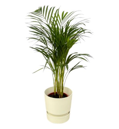 Areca palm - ↨85cm - Ø19cm inclusief elho Greenville Round wit D24xH23