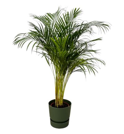 Areca palm - ↨130cm - Ø24cm inclusief elho Greenville Round groen D30xH28
