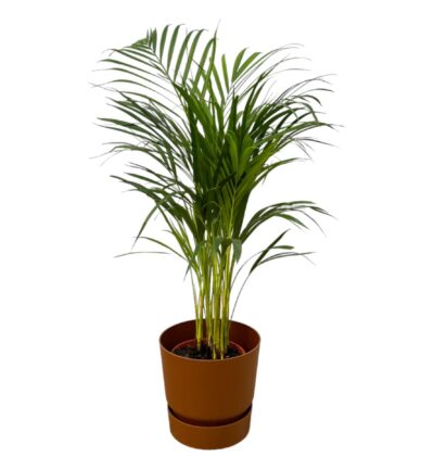 Areca palm - ↨85cm - Ø19cm inclusief elho Greenville Round bruin D24xH23