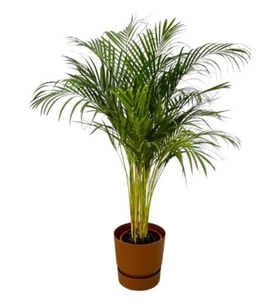 Areca palm - ↨130cm - Ø24cm inclusief elho Greenville Round bruin D30xH28