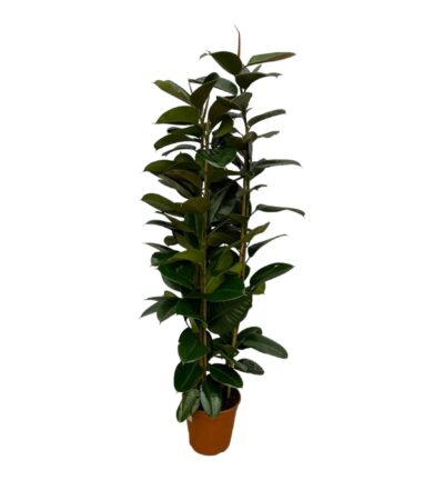 Ficus Elastica Robusta struik ↕170cm - Rubberplant Ø27cm