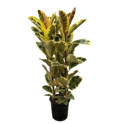 Ficus Elastica Tineke struik ↕160 cm - Ø28cm