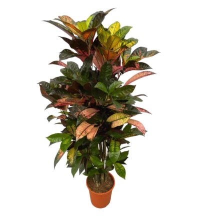 Codiaeum (Croton) Iceton vertakt - 120 cm - Ø21cm