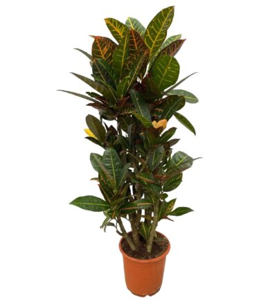 Codiaeum (Croton) Petra vertakt - 100 cm - Ø21cm