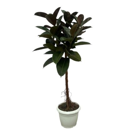 Ficus Elastica Robusta stam - 140 cm - Ø32cm