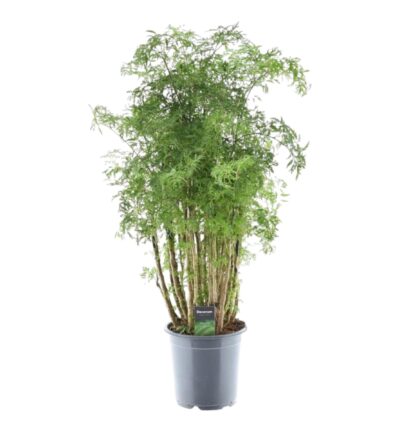 Polyscias Hawaiiana Ming - 100 cm - Ø24cm