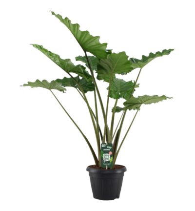 Alocasia Portodora ↕140 cm - Olifantsoor