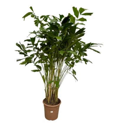 Caryota Mitis - 210 cm - Ø40cm