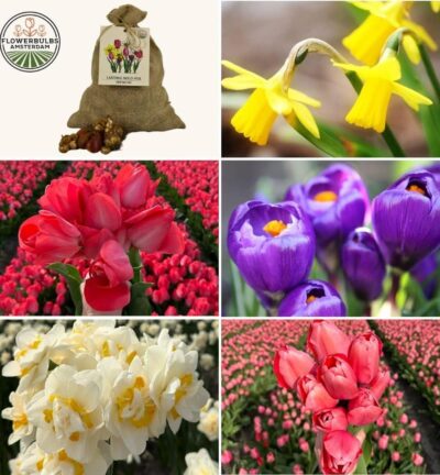 Super Lasting Wild Mix - Duurzame voordeelzak, 100 bloembollen voor 2,5 m2 bloemenpracht