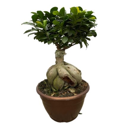 Ficus Microcarpa Ginseng - 50 cm - Ø25cm
