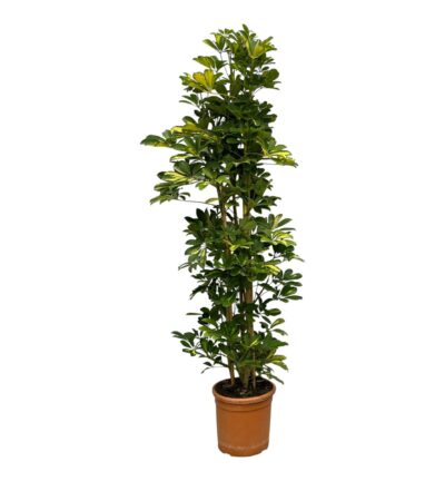 Schefflera Gold Capella struik ↕160 cm - Vingersboom ø30 cm
