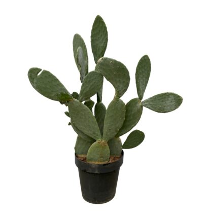 Opuntia Ficus Indica - 140 cm - Ø50cm