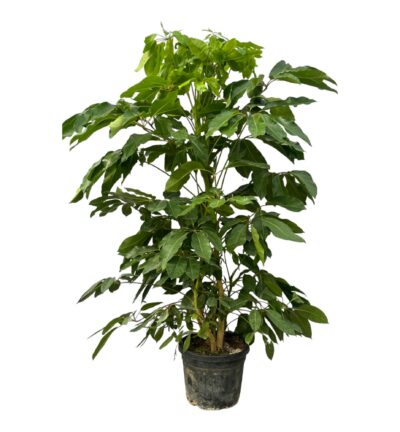 Schefflera Amate ↕220 cm - Vingersboom ø48 cm