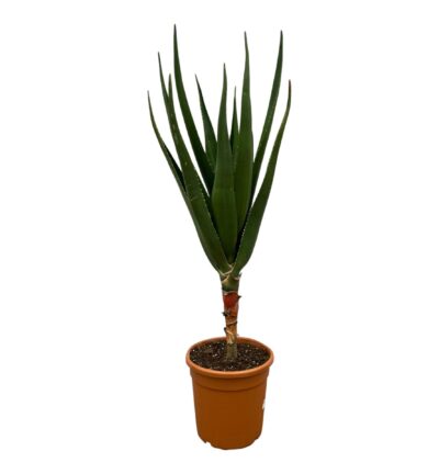 Aloë Barberae - 140 cm - Ø30cm