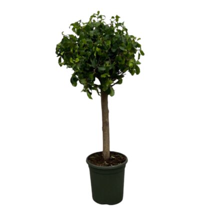 Ficus Nitida (Moclame) stam - 120 cm - Ø33cm