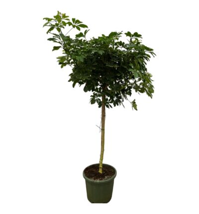 Schefflera Nora op stam ↕220 cm - Vingersboom ø45 cm