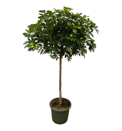 Schefflera Gold Capella op stam ↕180 cm - Vingersboom ø45 cm