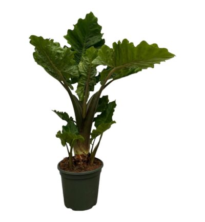 Alocasia Low Raider ↕75 cm - Olifantsoor