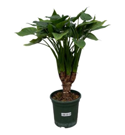 Alocasia Cucullatta stam ↕75 cm - Olifantsoor