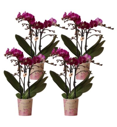Kolibri Orchids | COMBI DEAL van 4 paarse phalaenopsis orchideeën - Morelia - potmaat Ø9cm | bloeiende kamerplant - vers van de kweker