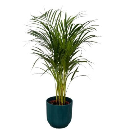 Areca palm - ↨85cm - Ø19cm inclusief elho Vibes Fold Round blauw D22xH20